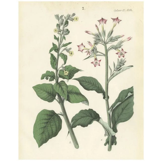Carl Georg Calwer, Botanical Illustration of Nicotiana Tabacum and Nicotiana Rustica, 1854, Hand-Colored Lithograph For Sale - Image 6 of 6