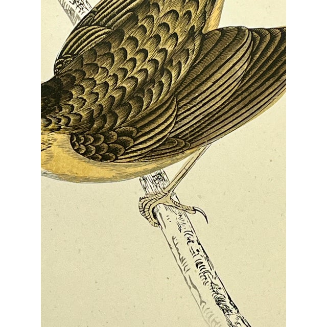 Cream Antique Hand Tinted Bird Print From England Featuring a Brown & Tan Grasshopper Warbler - Circa 1888 For Sale - Image 8 of 11