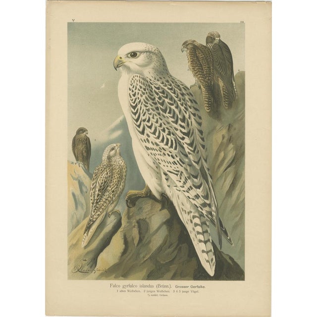 Birds of Prey, Eagles & Falcons, 1890s, Chromolithographs, Set of 10 For Sale - Image 5 of 13