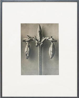 Karl Blossfeldt, Black and White Botanical Image, 1942, Photogravure, Framed