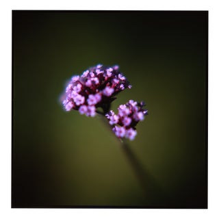 Paul Cooklin, Verbena, Suffolk, 2010, Edition of 50 For Sale