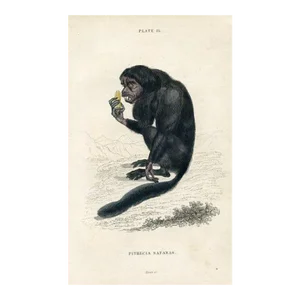 1833, Black Bearded Saki Print, Original Antique Monkey Engraving, England