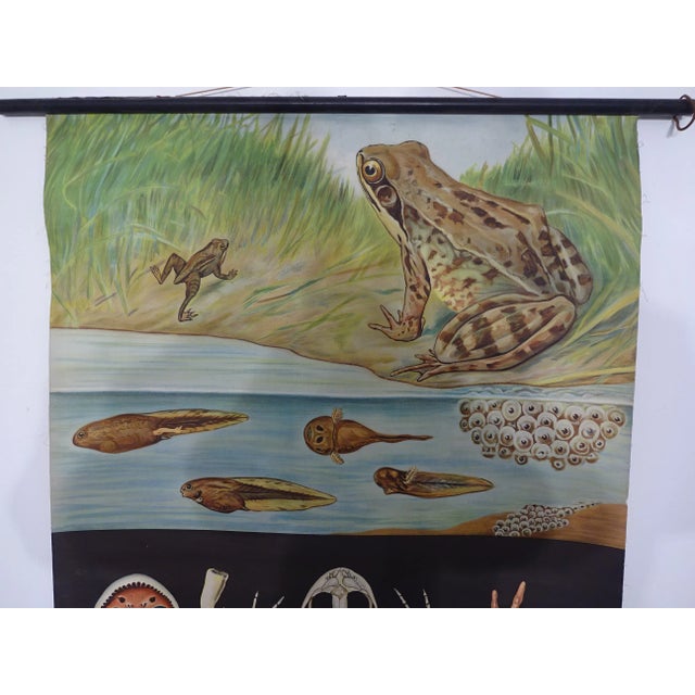 Austrian Educational Charts from Jung, Koch & Quentell, 1960s, Set of 4 For Sale - Image 13 of 18