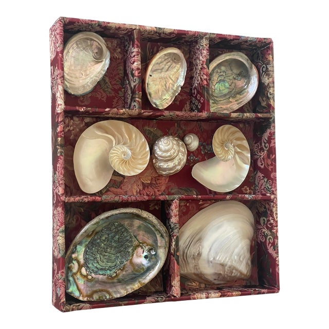 1970s Great Vintage Coastal Collection of Mother of Pearl Sea Shell in Tapestry Tray For Sale