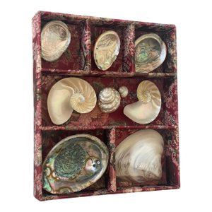 1970s Great Vintage Coastal Collection of Mother of Pearl Sea Shell in Tapestry Tray