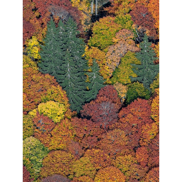Paper "Bavarian_Forest_01" Contemporary Limited Edition Fine Art Photograph by Bernhard Lang For Sale - Image 7 of 9