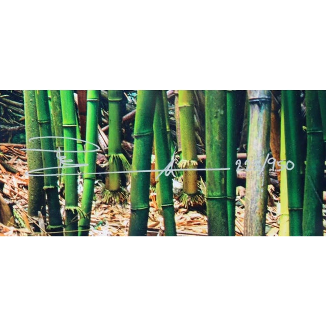 Lucky Bamboo Path Photo Taken by Peter Lik in Maui Hawaii, Green Bamboo, Framed For Sale - Image 9 of 18