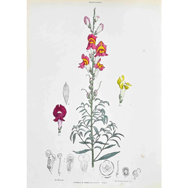 Vincenzo Tenore, The Snapdragon, Lithograph, 1870s For Sale