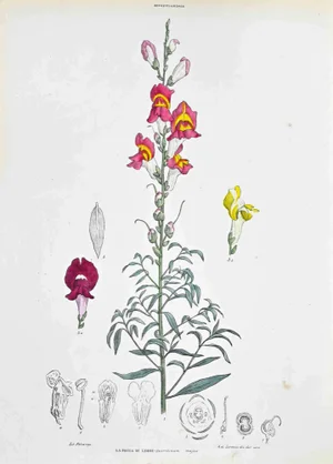 Vincenzo Tenore, The Snapdragon, Lithograph, 1870s