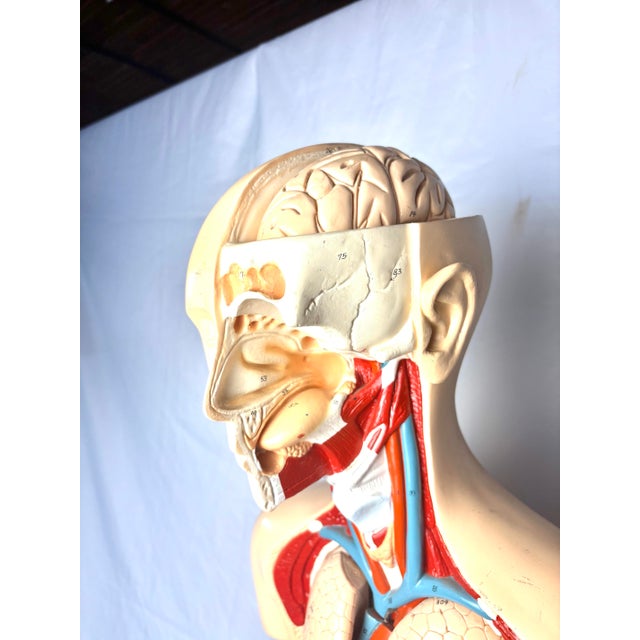 Denoyer Geppert Human Body Torso Anatomical Model 36 For Sale In Chicago - Image 6 of 12