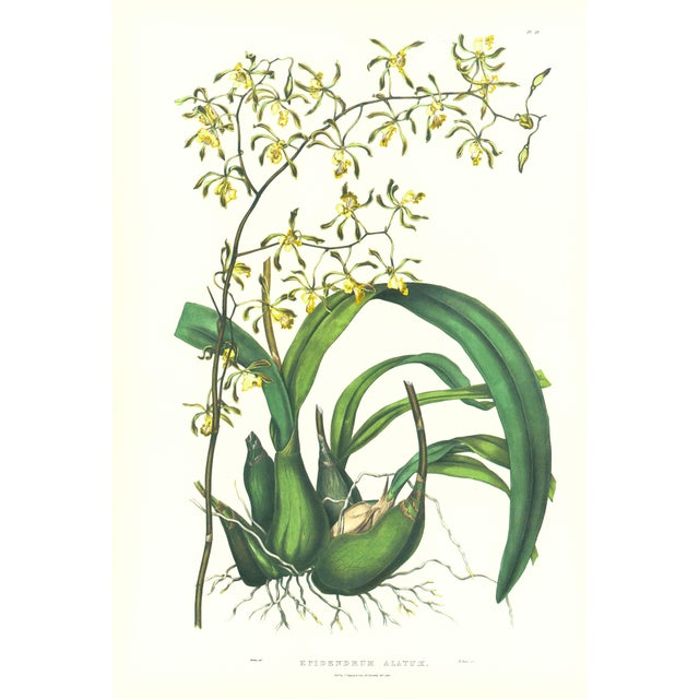 Large 1973 Orchid Flower Lithograph "Epidendrum Alatum" (Winged Epidendrum) After James Bateman For Sale