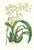 Large 1973 Orchid Flower Lithograph "Epidendrum Alatum" (Winged Epidendrum) After James Bateman For Sale