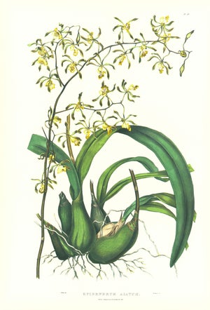 Large 1973 Orchid Flower Lithograph "Epidendrum Alatum" (Winged Epidendrum) After James Bateman