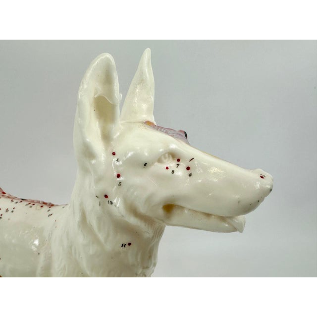 Vintage Vinyl Dog Acupuncture Model, 1970s For Sale - Image 10 of 16