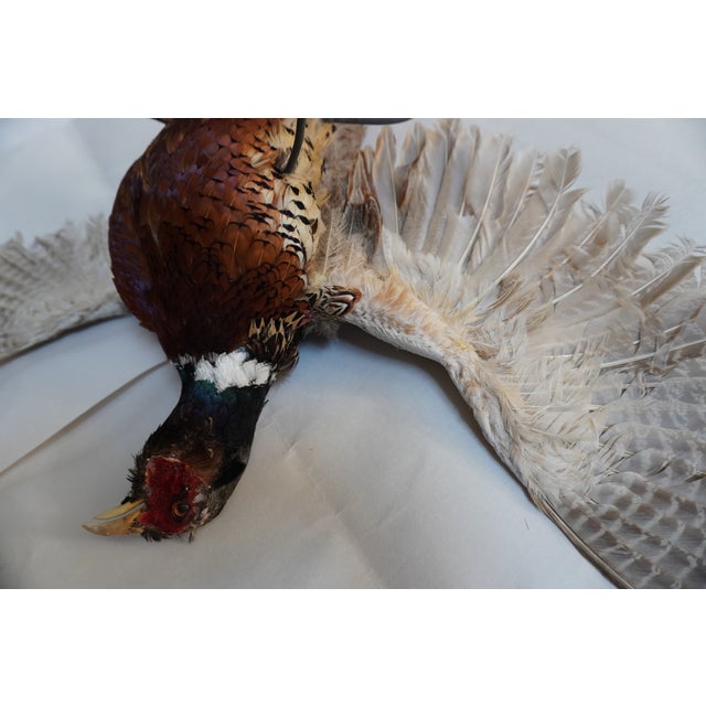 Taxidermy Flying Pheasant For Sale - Image 12 of 15