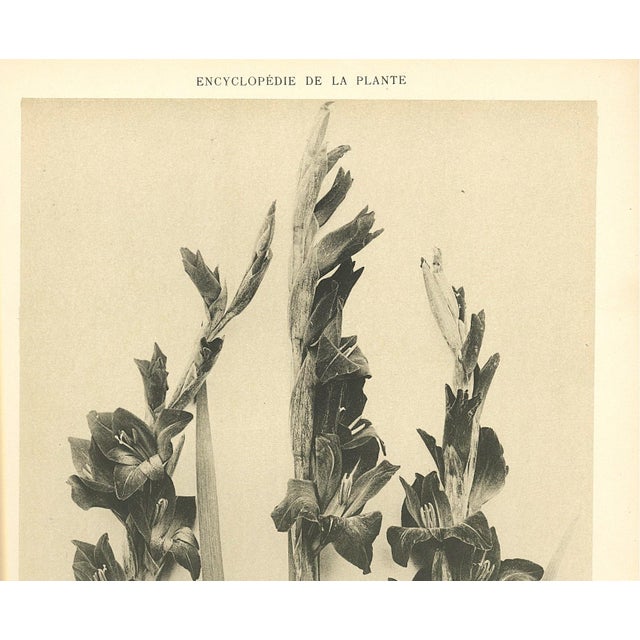 French 1902 French Antique Botanical Photgraphic Lithogragraph-Gladiola, Documentation For Sale - Image 3 of 5