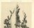 French 1902 French Antique Botanical Photgraphic Lithogragraph-Gladiola, Documentation For Sale - Image 3 of 5