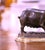 Late 19th Century 19th Century French Patinated Bronze Pig Sculpture Signed Jules Moigniez For Sale - Image 5 of 12