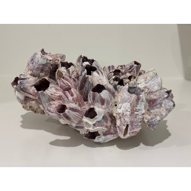 Large Natural Barnacle Cluster Specimen For Sale - Image 9 of 11