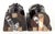 Brown Vintage West African Hand Carved Wenge Tribal Bookends - a Pair For Sale - Image 8 of 10