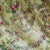 United Wilson 1897 Chinese Porcelain Shell Bowl – Hand Painted Floral With Gold Accents, Hong Kong For Sale - Image 9 of 12