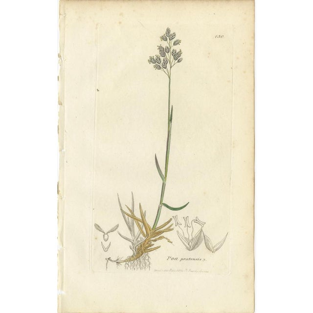 After James Sowerby, Botanical Illustrations of Poa & Meadow Grasses, 1830s, Engravings, Set of 8 For Sale - Image 3 of 10
