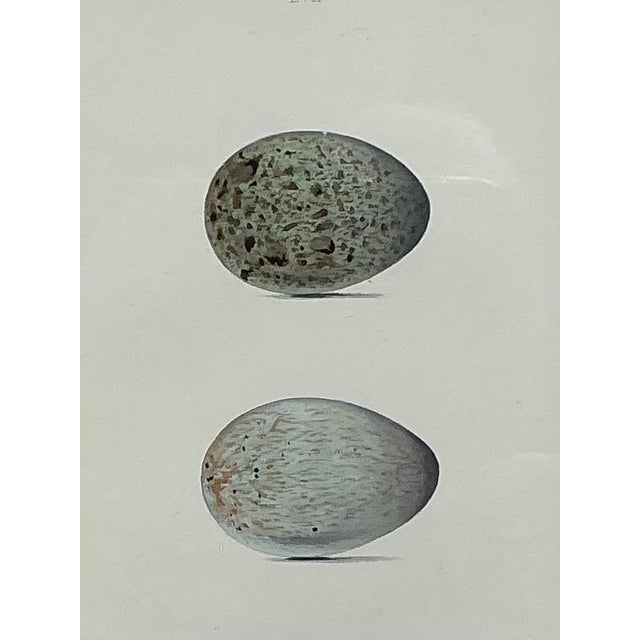 Vintage Original Book Plate of an Egg For Sale - Image 12 of 12