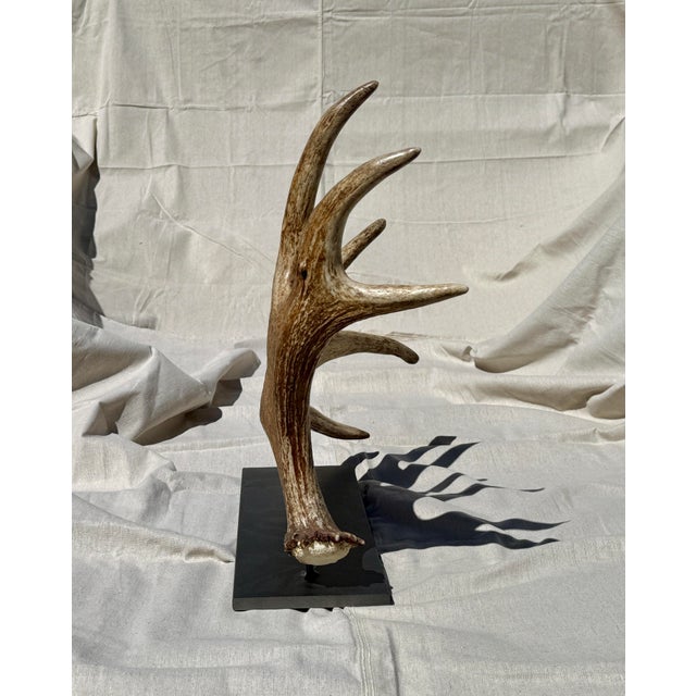 Rustic Side Mounted Moose Antler/Paddle 1 For Sale - Image 3 of 9