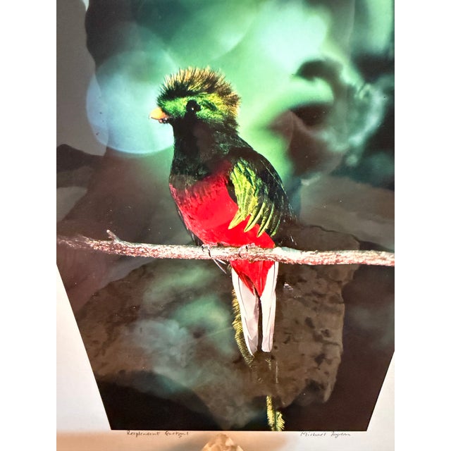 Michael Fogden Signed “Resplendent Quetzal” Costa Rica Wildlife Photograph, 11” × 14” Matted For Sale - Image 9 of 11
