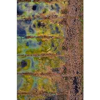 "The_Bog_Renatured_008" Contemporary Limited Edition Fine Art Photograph Print by Bernhard Lang For Sale