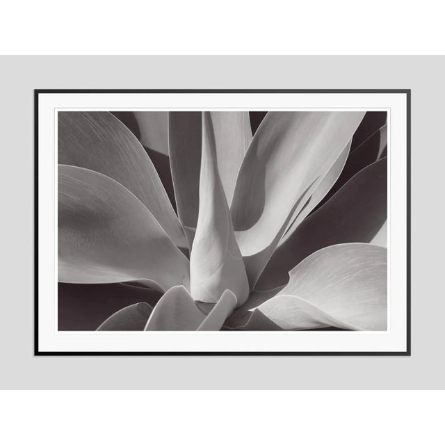 Agave' by Stuart Möller Agave succulent. Photo Stuart Christian Möller. Archival Pigment Print signed and numbered by the...