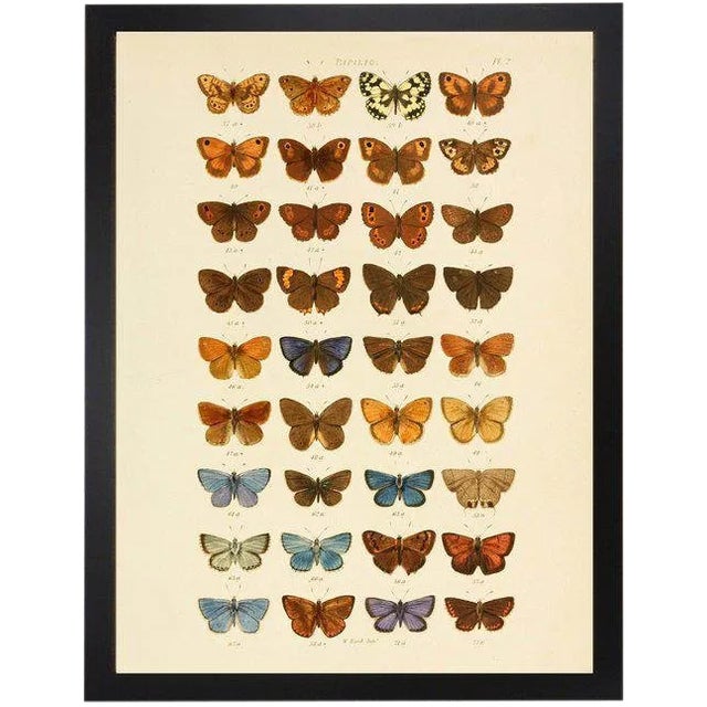 Multi Butterflies Papilio Plate 2 - 30" X 38" For Sale