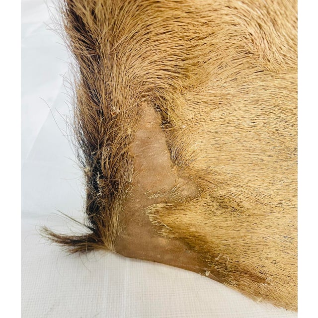 Vintage Mounted Antelope Taxidermy Wall Mount With Long Horns, Estate Find For Sale - Image 13 of 18