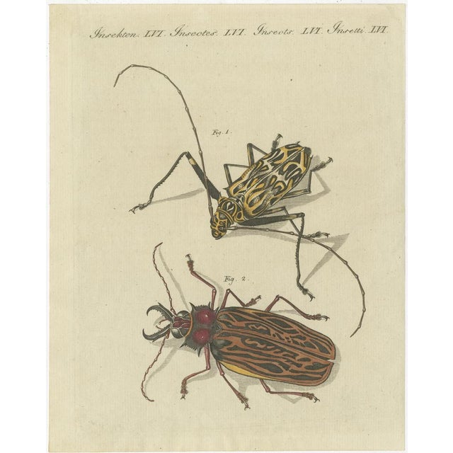 Various Insects, Print, Set of 4 For Sale - Image 3 of 6