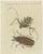 Various Insects, Print, Set of 4 For Sale - Image 3 of 6