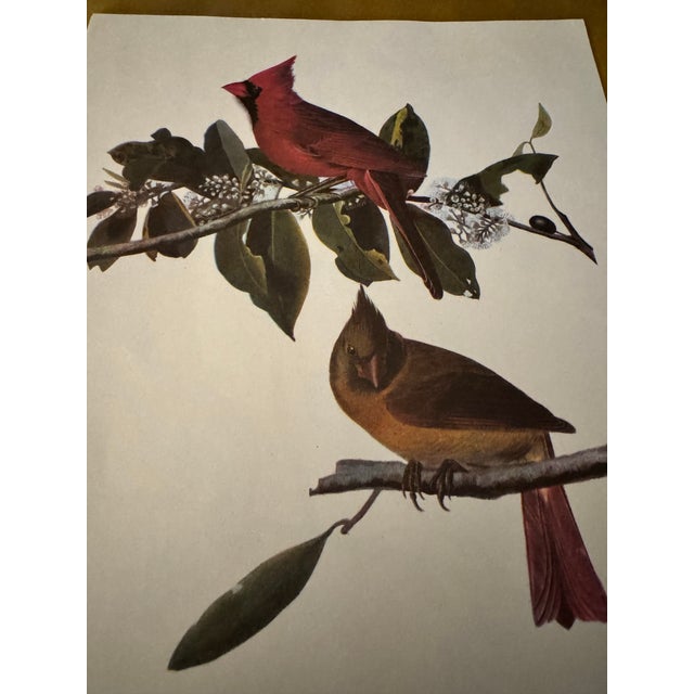 A classic ornithological print featuring the Northern Cardinal, rendered in the timeless Audubon style. Known for its rich...