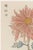 Originally created as Plate 15 from Keika Hyakugiku (One Hundred Chrysanthemums) in 1893, this graceful botanical...