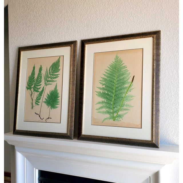 Set of Two 19th Century English Victorian Nature Printed Ferns in Custom Gilt Carved Wood Frames For Sale - Image 4 of 12