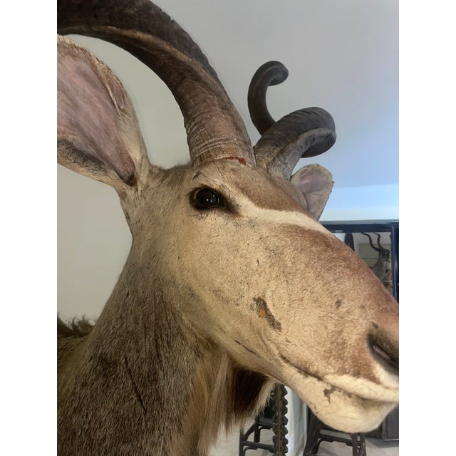 Vinatge African Kudu Taxidermy Shoulder Mount-Very Large For Sale - Image 4 of 9
