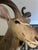 Vinatge African Kudu Taxidermy Shoulder Mount-Very Large For Sale - Image 4 of 9