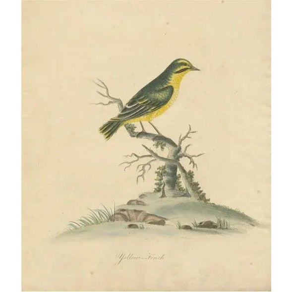 Paper Late 18th-Century Hand-Colored Copperplate Engraving of the Yellow Finch, 1794 For Sale - Image 7 of 7