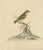 Paper Late 18th-Century Hand-Colored Copperplate Engraving of the Yellow Finch, 1794 For Sale - Image 7 of 7