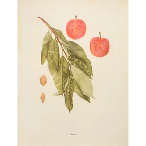 1900s U. P. Hedrick, Original Antique Photogravure of Chabot Plums