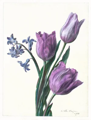 Reproduction 1892 Purple Tulip Botanical Print