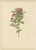 Parsons, Roses, 1914, Lithographs, Set of 2 For Sale - Image 4 of 10