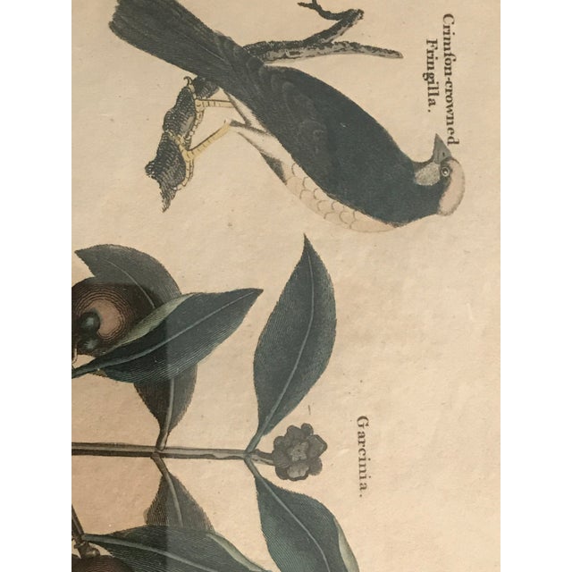 Pair 19th C Hand Colored Engravings of Extinct Species For Sale - Image 12 of 15