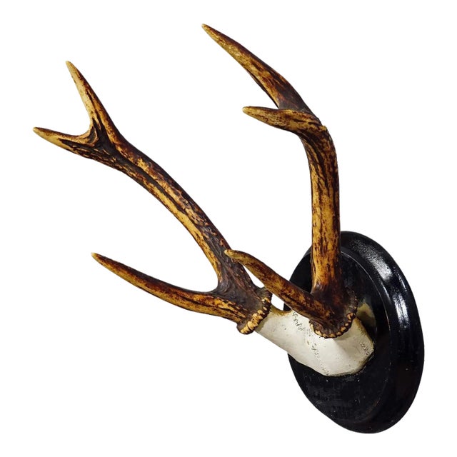 Black Forest Sika Deer Trophy on Wooden Plaque - Germany ca. 1900s For Sale
