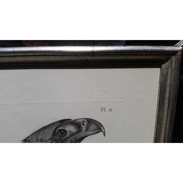 Gray Description De l'Égypte Imperial Eagle Engraving, Savigny, Barraband, Circa 1826 For Sale - Image 8 of 12