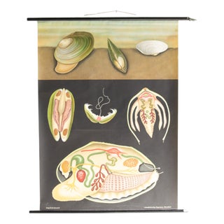Mollusc School Poster by Jung, Koch, & Quentell for Hagemann, 1970s For Sale
