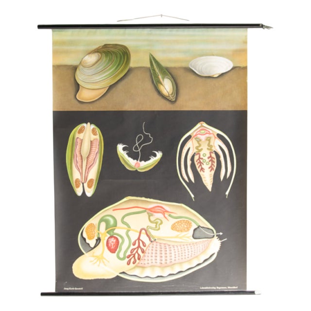 Mollusc School Poster by Jung, Koch, & Quentell for Hagemann, 1970s For Sale